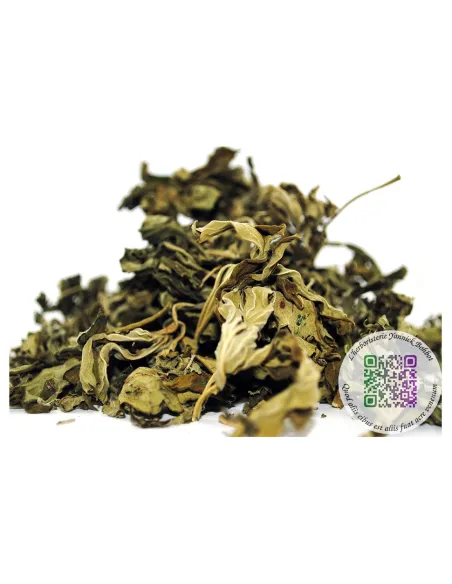 Marijuanilla - Leonurus sibiricus - "L'Herboristerie Yannick Bohbot"