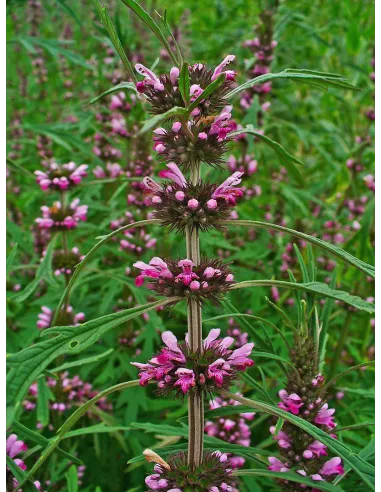 Marijuanilla - Leonurus sibiricus - "L'Herboristerie Yannick Bohbot"