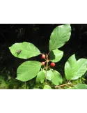 Bourdaine - Frangula alnus