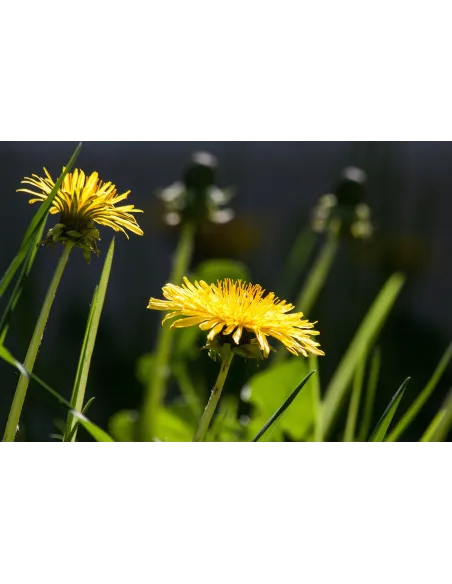 Pissenlit - Taraxacum sp.