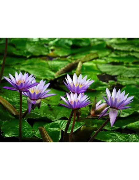 Lotus Bleu sur une mare (Nymphaea caerulea)  - "L'herboristerie Yannick Bohbot"