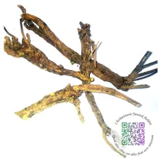 Scutelaire du lac Baikal - racines entières - Scutelaria baicalensis - "L'herboristerie Yannick Bohbot"