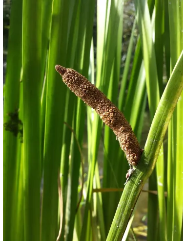 Acorus calamus - Sweet flag - Plante in situ - "L'Herboristerie Yannick Bohbot".