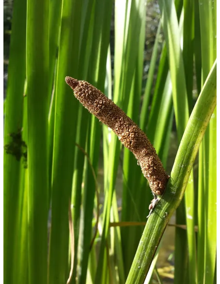Acorus calamus - Sweet flag - Plante in situ - "L'Herboristerie Yannick Bohbot".
