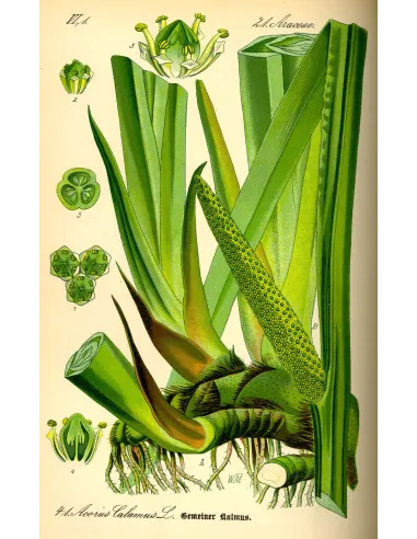 Acorus calamus - Sweet flag - planche botanique - "L'Herboristerie Yannick Bohbot".