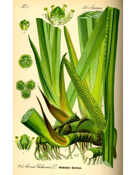 Acorus calamus - Sweet flag - planche botanique - "L'Herboristerie Yannick Bohbot".