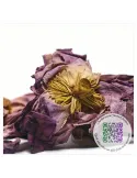 Fleur de Lotus sacré - Nelumbo nucifera