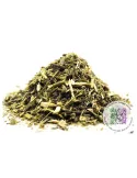 Absinthe - Artemisia absinthium