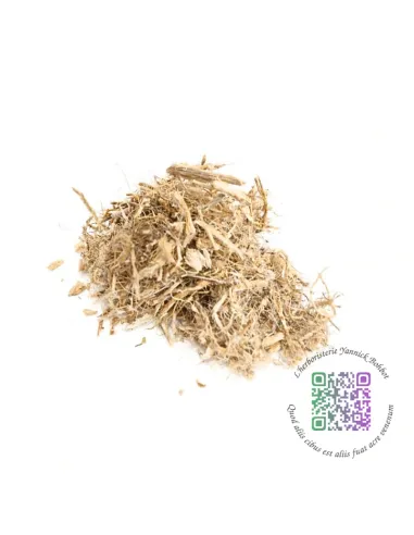 Guimauve officinale - Althaea officinalis - "L'herboristerie Yannick Bohbot"