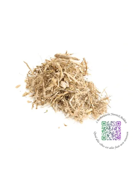 Guimauve officinale - Althaea officinalis - "L'herboristerie Yannick Bohbot"