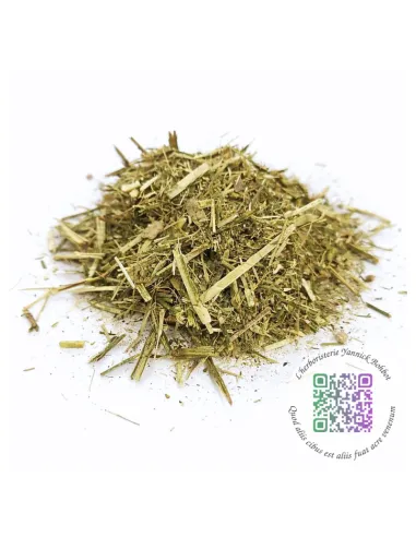 Sisymbre (Sisymbrium officinale) - "L'herboristerie Yannick Bohbot"