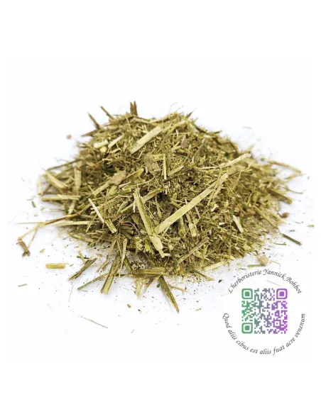 Sisymbre (Sisymbrium officinale) - "L'herboristerie Yannick Bohbot"