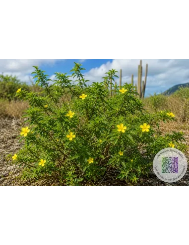 Damiana à fumer, vaporiser, en infusion (Turnera diffusa) | Avis, prix