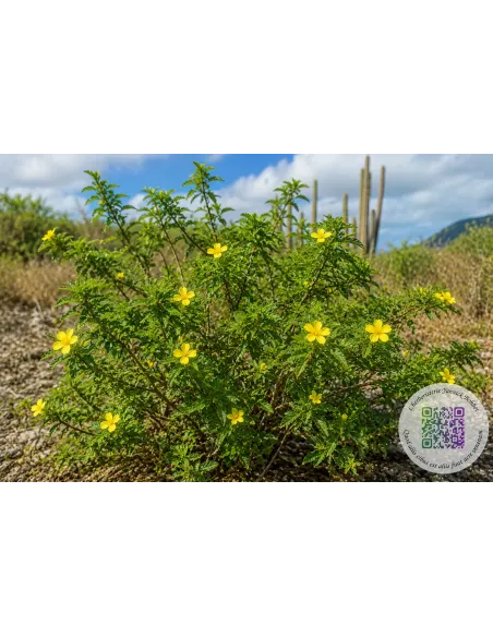 Damiana à fumer, vaporiser, en infusion (Turnera diffusa) | Avis, prix