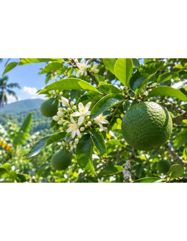 Fruit immature de bigaradier - Citrus × aurantium