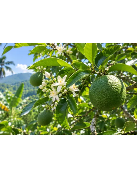 Fruit immature de bigaradier - Citrus × aurantium