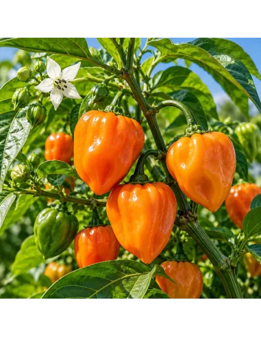 Piment Habanero entier séché du Mexique | Recette, avis, prix
