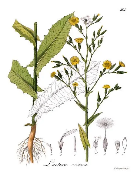 Laitue Vireuse - Planche botanique - Lactusa virosa - "L'herboristerie Yannick Bohbot"