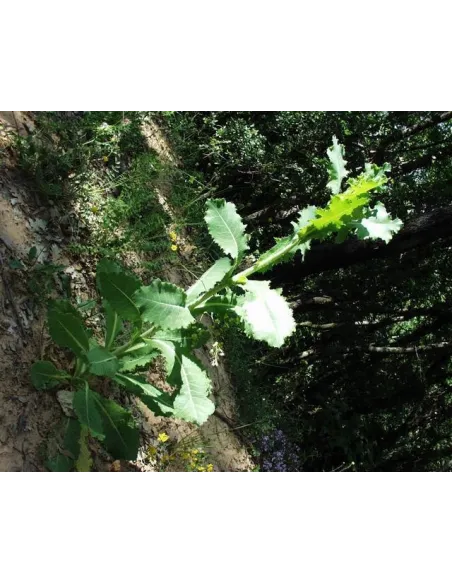 Laitue Vireuse - Plante in situ - Lactusa virosa - "L'herboristerie Yannick Bohbot"