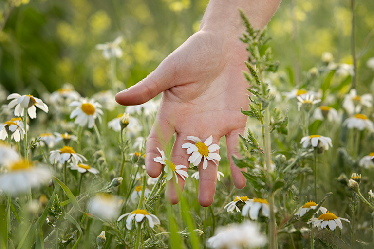 Main qui récolte la camomille pour une préparation biodynamique