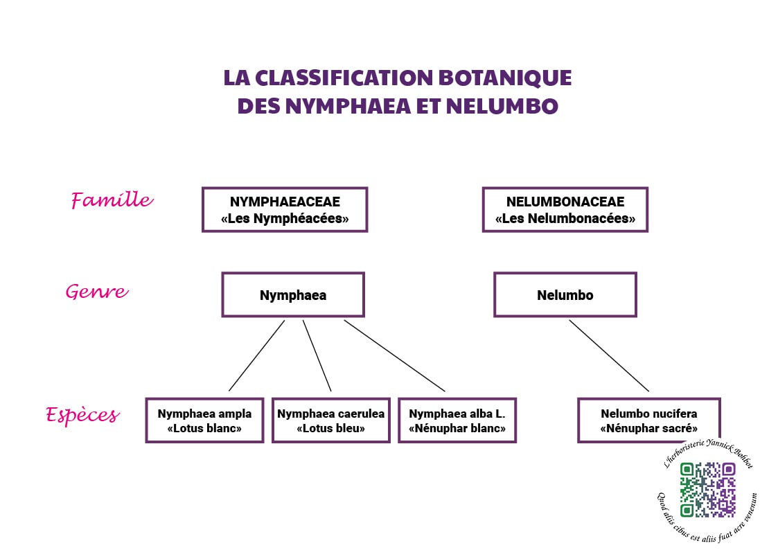 classification botanique des  nenuphar et des lotus