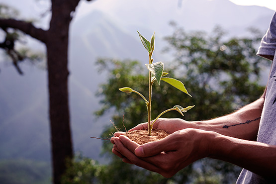 protection des plantes et espèces définies comme protégées